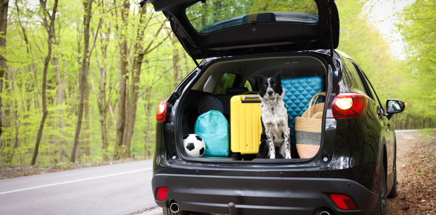 Met de auto op vakantie? Dit is prettig om vooraf te weten